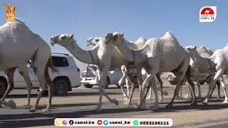 مسيرة علي عميش الحريص  بمناسبة مشاركتة بمهرجان جادة الابل بتبوك