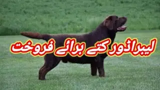 Chocolate Labrador Dog Available For Sale In Pakistan | Imported Dog |