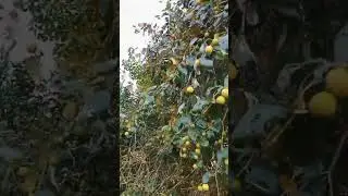 🙈&hearts;️harvesting some organic  wild🥰 fruits jujubes 🌿🌿💕💕☺️☺️☺️✨