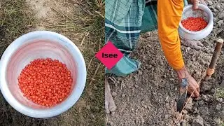 When to plant corn in the bridge field  | I SEE | Agriculture video