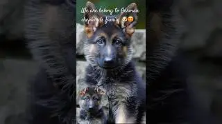 Most friendly dog 🐶 #trending #puppy #viral #cute #petshub #cutepet