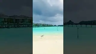 #maldives #birds