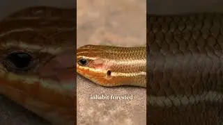 Exploring the Forest Canopy: The Broad-Headed Skink