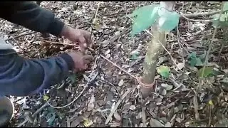 armadilha como fazer laço para careiro com boracha