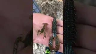 Adrenaline Craw Jr from XZone, but needed one even smaller! 🦞 #fishing #fishinglures #shorts