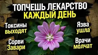 НЕ НАСТУПАЙ НА ЭТО РАСТЕНИЕ! МАЛЬВА ОНО СПОСОБНО ВЫЛЕЧИТЬ 32 БОЛЕЗНИ, ЛЕЧИТ ЯЗВЕННЫЙ КОЛИТ