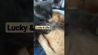 cats in love Lucky in love with Lilly #cats #tiervideo #miau #cutecat #we_are_all_earthlings