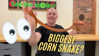 Is This The Longest Corn Snake? See his babies!