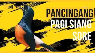 Dengan CEPAT murai batu AKAN EMOSI dan IKUT GACOR dengan masteran murai batu ini