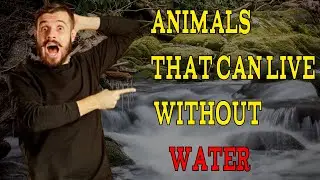 How can animals live without water?