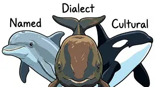 Every Sea Animal That Uses Language Explained in 22 Minutes