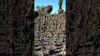 Новинка🆕СИ ІРІСА AIR🌻