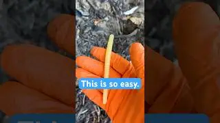 Getting rid of moles in your yard is easy.