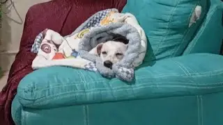 HACIENDO SU SIESTA 😊🐾🐕😴💞CHAPITO, BODOQUITO Y YO est&aacute; en vivo
