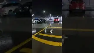 Cat's Fish Heist and Hilarious Chase