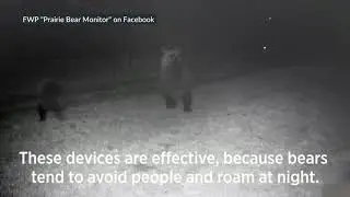 Lights and sirens deter foraging bears near homes