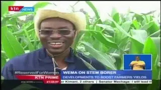 Water Efficient Maize for Africa Organisation is carrying out experiments on pest stem borer