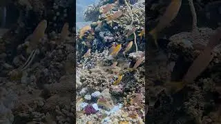 A Tiny Slice of Tropical Reef | Talk to the Fish #reef #ocean #scubadiving #diving #bali