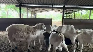High quality African Boer Male studs in pune #goat #goatfarming #goats #stud #farming #farmer #like