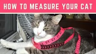 How to measure your cat