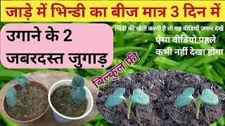 भिन्डी का बीज उगाने के 2 बेहतरीन जुगाड़ । bhindi ki kheti kaise kare | bhindi kaise ugaye