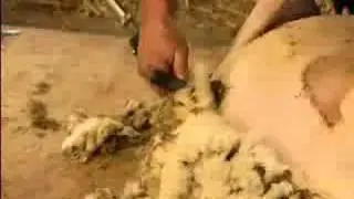 Esquiladora / peladora ovinos