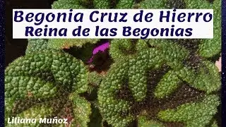 Begonia CRUZ de HIERRO-  la REINA DE LAS BEGONIA..siembra y sustrato / Liliana Muñoz
