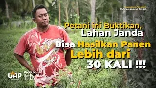 LAHAN JANDA BISA PANEN CABAI HINGGA 30&nbsp;KALI‼️ #petanicabai #pertanian