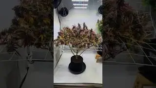 Watermelon Zkittlez [Final Part] 🌿 Stunning Color Shift &ndash; From Green to Deep Purple Beauty