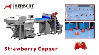 Strawberry Capper Machine I Herbort