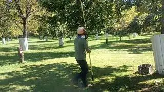 Shaking A Heartnut Tree By Hand