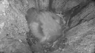 Watch as baby owls hatch - LIVE