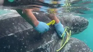 Coast Guard Rescues Sea Turtle Entangled in Fishing Line