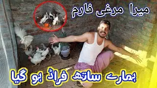 Free Range Chicken Farming || Hamare Sath farad ho gaya || Mera murgi faram ~ Hen ka tango se khatam