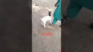 Cute Goat Kid 😍 #youtubeshorts #shorts #viralshorts #viralvideo #goat #goatkid #goatvideo