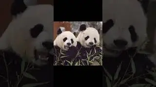 Lele never leave 😔😔yaya never knew you'd gone &hellip;  @FREiZTV  #panda #yaya