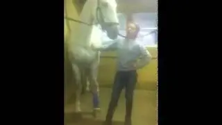 Dressage horse leg protection