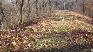 Walking in the woods through autumn leaves