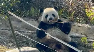 2026/1/7～8熊貓基地 寬窄巷子 回顧與感恩