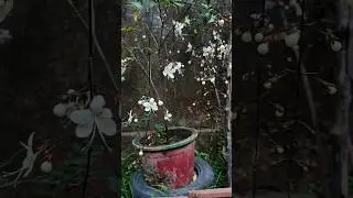 How to propagate chain of glory? | Chain of glory ko cutting se kese ugaye? | Chain of Glory #plant