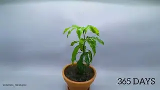 Growing of Mango Tree ,  timelapse video
