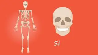 Human Skeleton Explained | Anatomy & Physiology for Nursing Students
