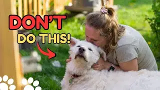5 Things Dogs Hate That Humans Do