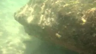 Sober Island .... first visit,, under the water... diving with my camera