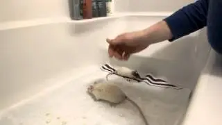 Introducing two male rats