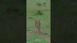Cheetah Walk &ndash; Grace in Every Step 🐆🔥 | Neel Sarkhedi