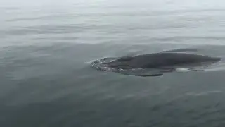 Minke Whale