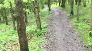 &ldquo;Great&rdquo; North Forest