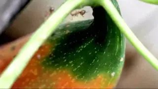 Macro Garden