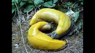Banana Slugtopia
